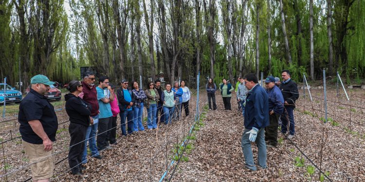 Agricultores de Chile Chico se capacitan en técnicas de poda para impulsar los viñedos en la cuenca del lago General Carrera