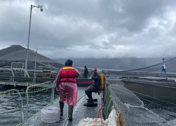 Alerta sanitaria en los fiordos: detectan virus ISA patógeno en un centro de salmones en la comuna de Aysén