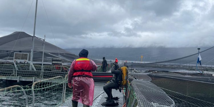 Alerta sanitaria en los fiordos: detectan virus ISA patógeno en un centro de salmones en la comuna de Aysén