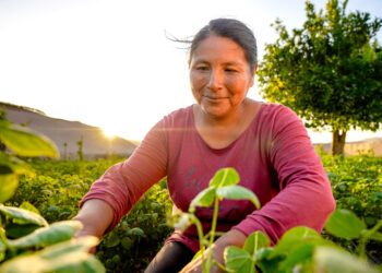 INDAP ofrece créditos de hasta 359 días para financiar actividades de pequeños agricultores de Aysén