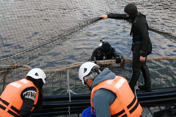 Seminario en Puerto Cisnes aborda seguridad del buceo tras tres muertes en Aysén durante 2026