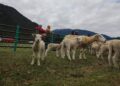 INIA incorpora nuevas razas ovinas para mejorar la producción de corderos en Aysén