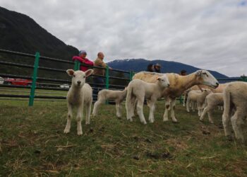 INIA incorpora nuevas razas ovinas para mejorar la producción de corderos en Aysén