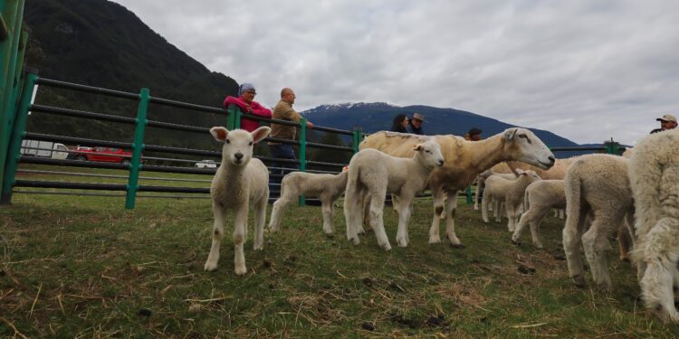 INIA incorpora nuevas razas ovinas para mejorar la producción de corderos en Aysén