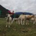 INIA incorpora nuevas razas ovinas para mejorar la producción de corderos en Aysén