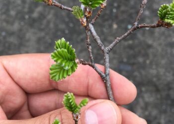 Científicos descubren que levaduras silvestres de Coyhaique desarrollaron adaptaciones genéticas al clima patagónico