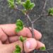 Científicos descubren que levaduras silvestres de Coyhaique desarrollaron adaptaciones genéticas al clima patagónico