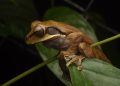 Invitan a conteo de anfibios y reptiles hoy sábado en el Cerro Cordón de Puerto Aysén