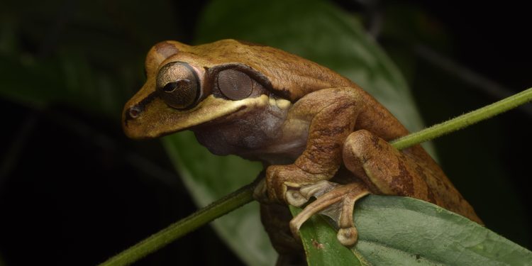 Invitan a conteo de anfibios y reptiles hoy sábado en el Cerro Cordón de Puerto Aysén