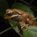 Invitan a conteo de anfibios y reptiles hoy sábado en el Cerro Cordón de Puerto Aysén